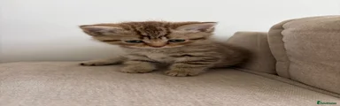 British Shorthair 1