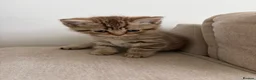 British Shorthair cats for sale: British short hair  - Advert 5