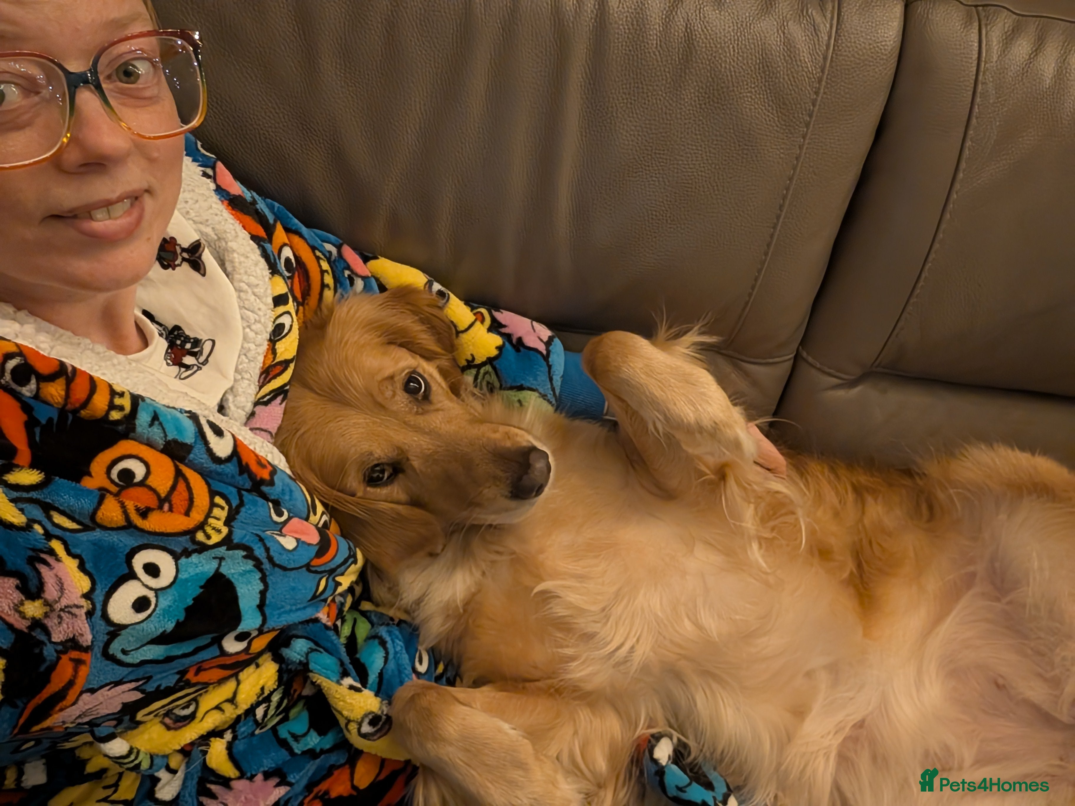 Golden Retriever dogs Looking for a stud - Advert 2