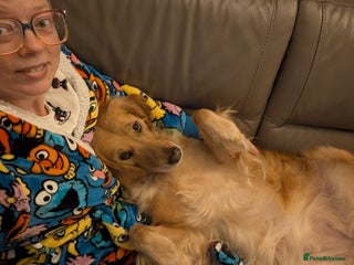 Golden Retriever dogs Looking for a stud - Advert 2