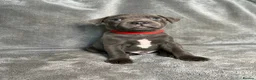 Staffordshire Bull Terrier dogs for sale: Billionaire bills pups  - Advert 13