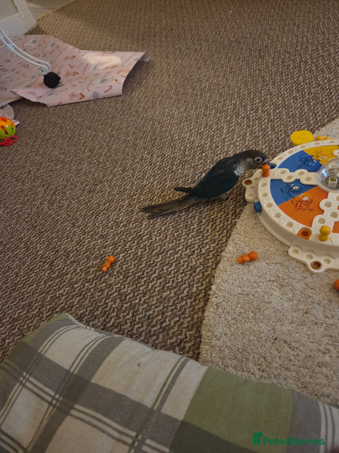 Conures birds for sale: Green cheek conure in Leigh - Advert 2