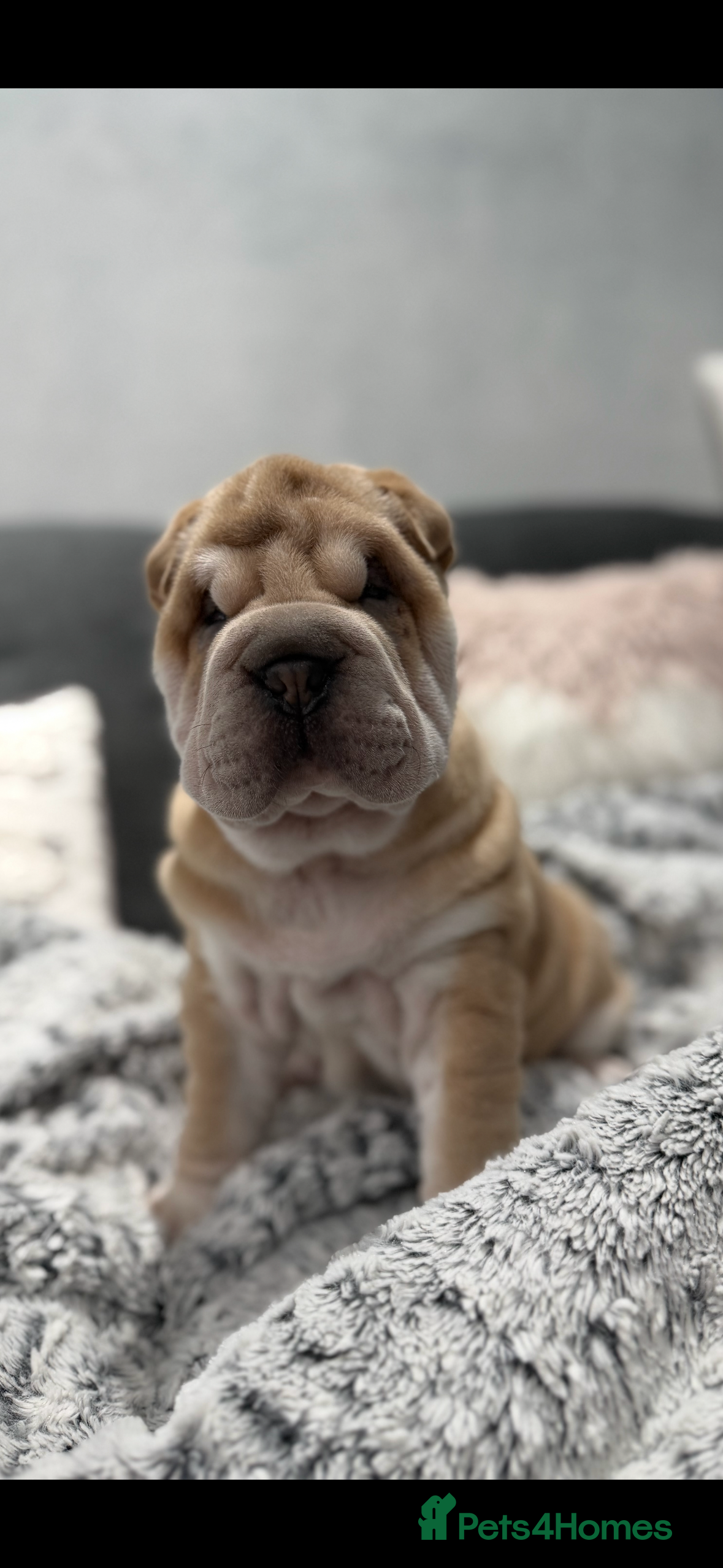 Shar Pei dogs Shar Pei little girl  - Advert 5