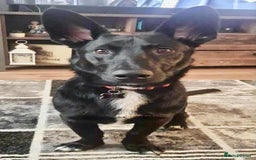 Mixed Breed dogs for adoption: WHISKY - 19 months old, Male, Mixed Breed - Image 1