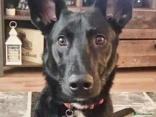 Mixed Breed dogs - Advert 4