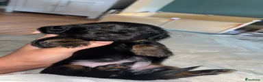 Miniature Dachshund Puppy 3