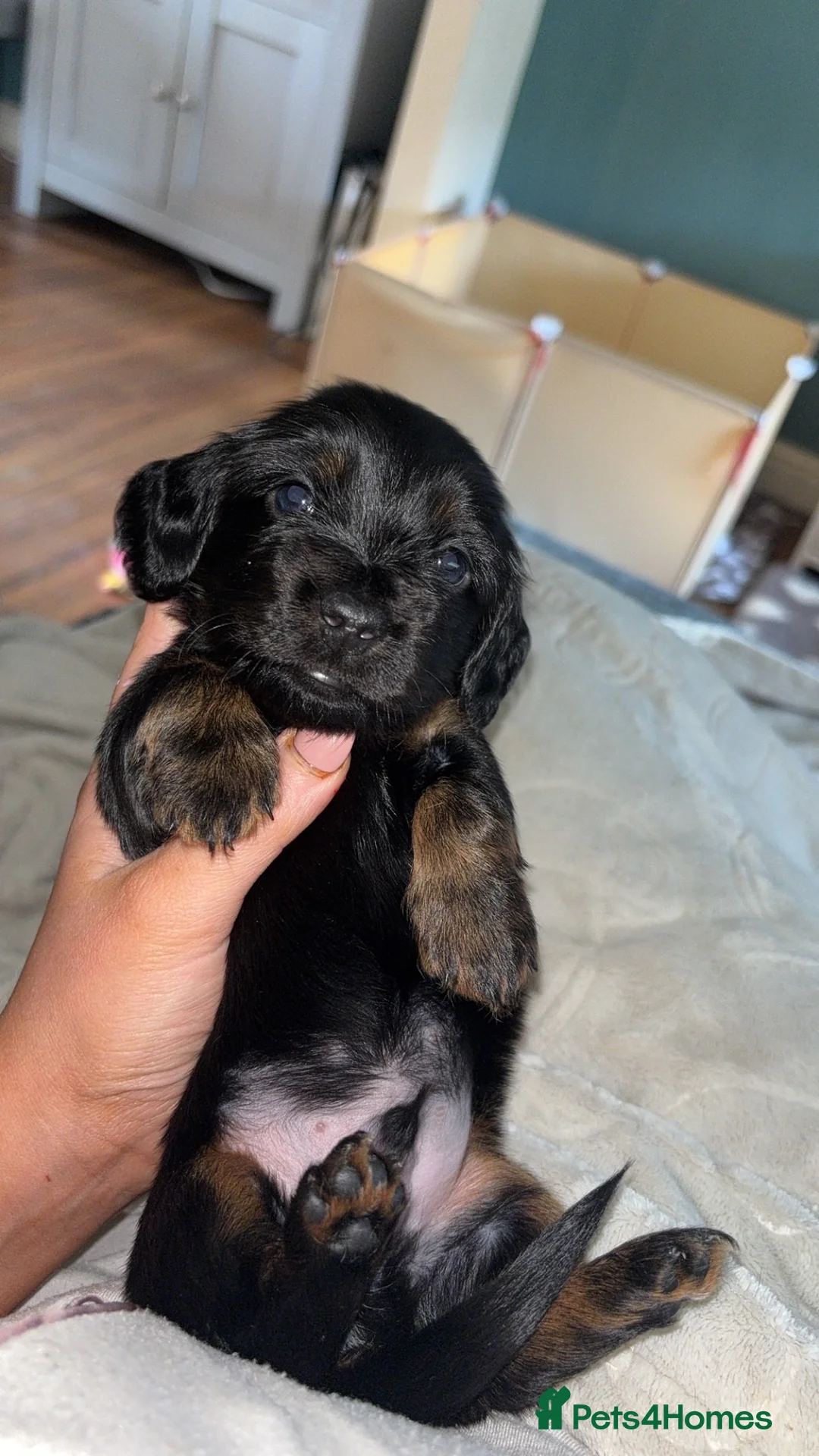 Miniature Dachshund dogs for sale: 3 miniature dachshunds for sale  - Advert 2