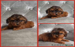 Cockapoo dogs for sale: Ready now F1B Cockapoos  - Advert 3
