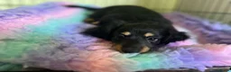 Miniature Dachshund dogs for sale: MINIATURE DACHSHUND PUPPIES  - Advert 17