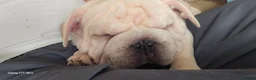 French Bulldog dogs for sale: French Bulldog  - Advert 18