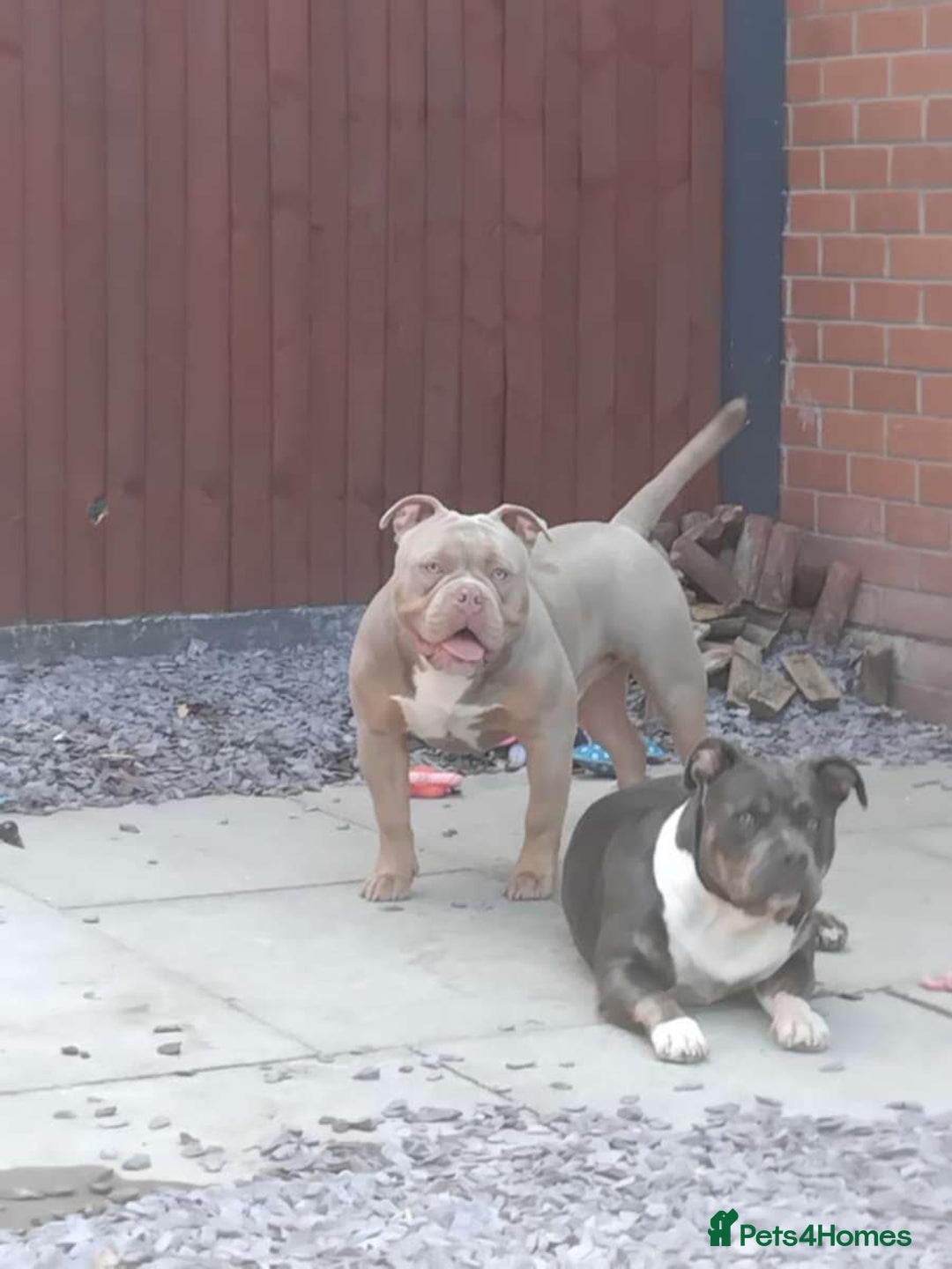 American Bully dogs for sale: Pocket bully - Advert 5