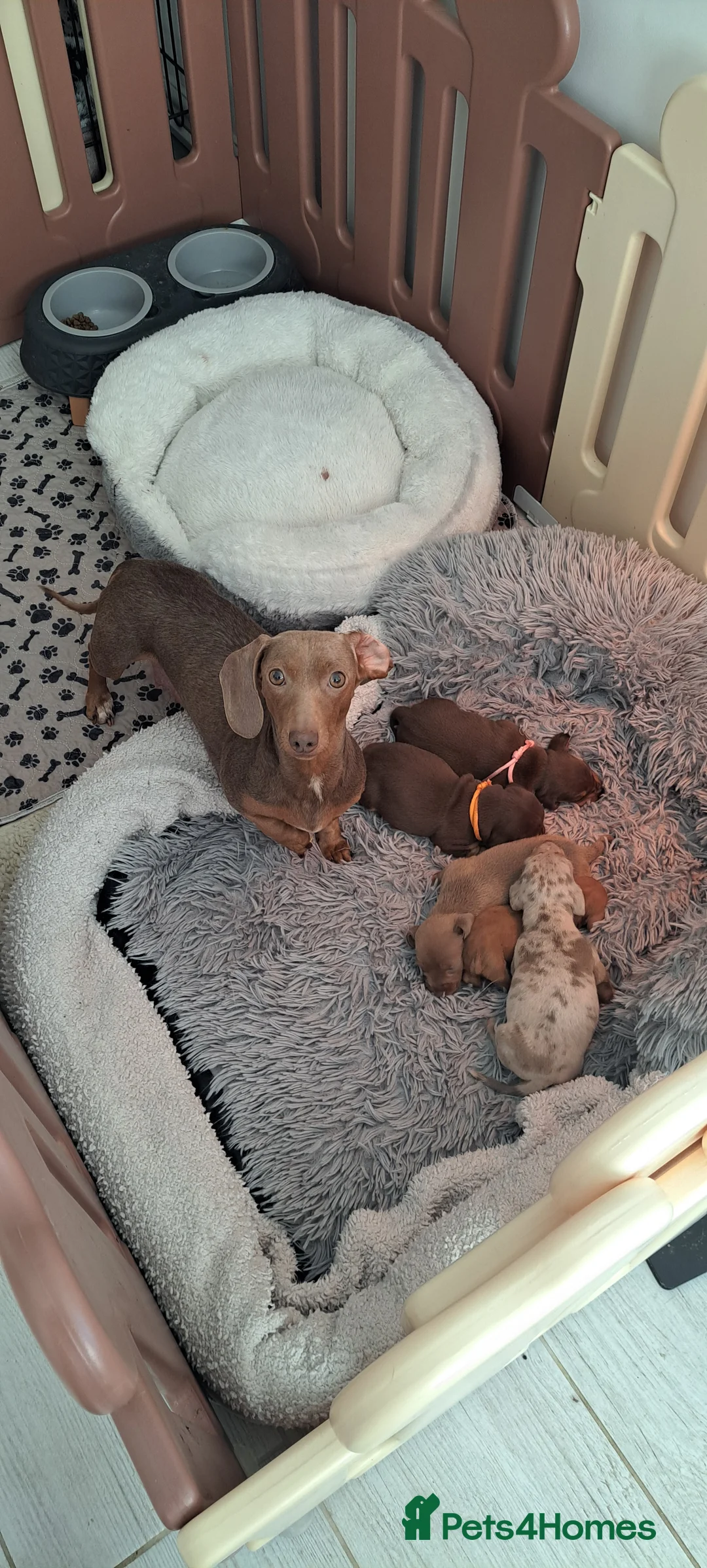 Dachshund dogs for sale: Miniature dachshund 1 girl left - Advert 6
