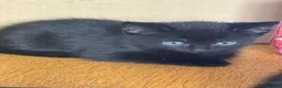Mixed Breed cats for sale: 2 beautiful pure black mixed breed kittens  in Newark - Advert 4