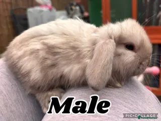 Mini Lion Lop rabbits Mini lion lops - Advert 16