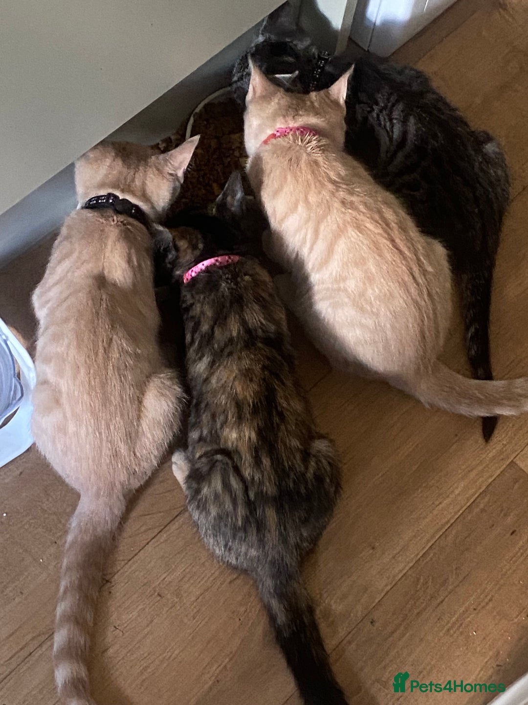 British Shorthair cats for sale: 4 gorgeous kittens - Image 2
