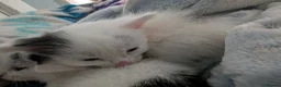 Mixed Breed cats for sale: 5 kittens need homes in Rotherham - Advert 3