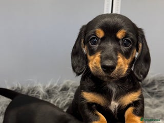 Miniature Dachshund dogs Mini dachshund puppies KC registered, DNA tested - Advert 11