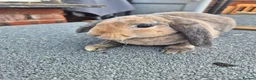 Mini Lop rabbits for sale: ❤️  Stunning plush lops ❤️  - Advert 5