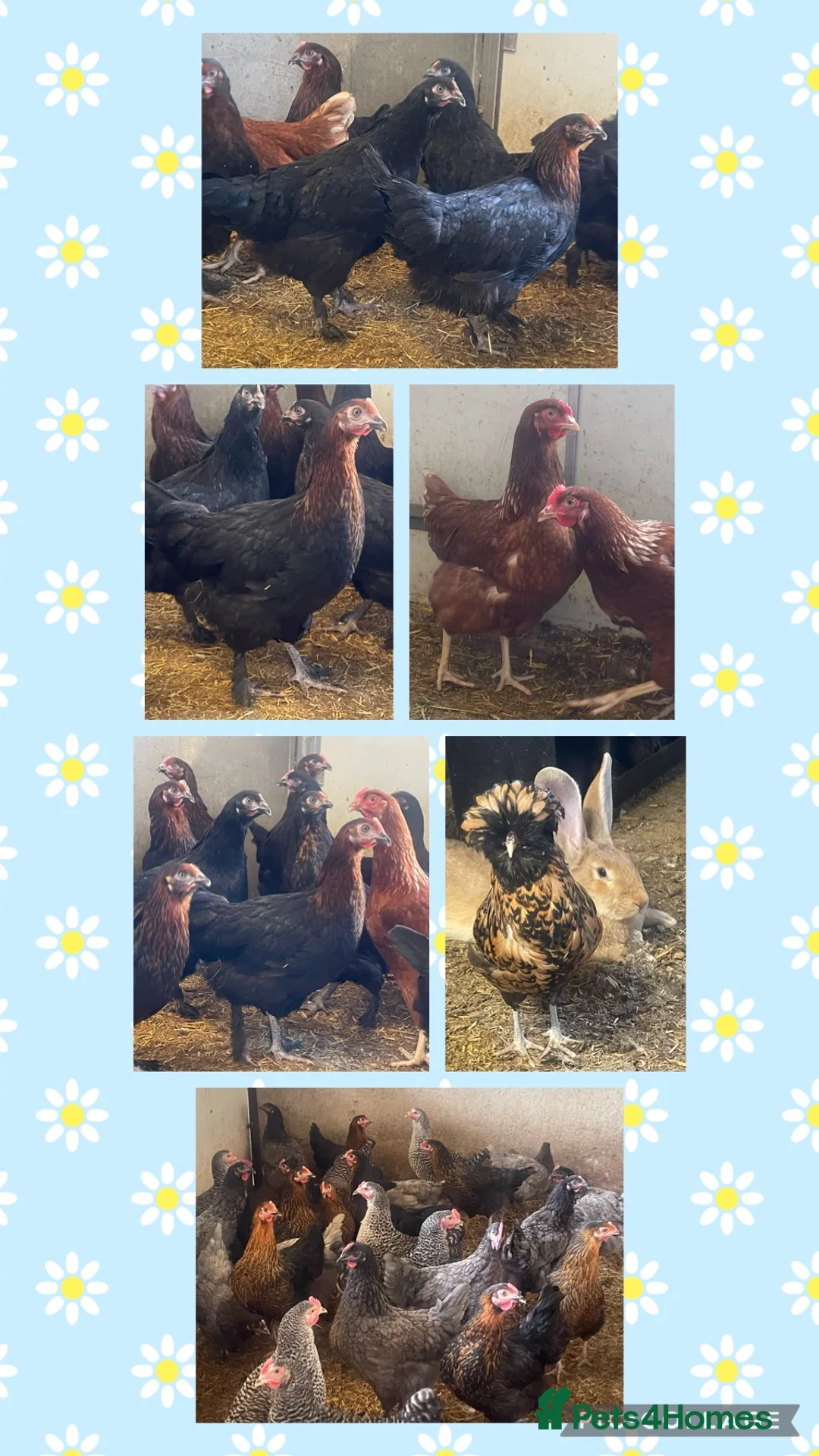 Chickens poultry for sale: Chickens Point of lay hens - Advert 9