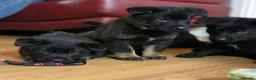 German Shepherd dogs for sale: KC Reg Stunning Working Line German Shepherd Pups - Advert 30
