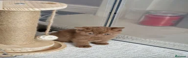 British Shorthair 2