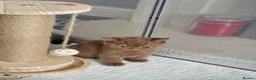 British Shorthair cats for sale: British short hair  - Advert 11