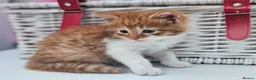 Mixed Breed cats for sale: Kittens for sale  - Advert 17