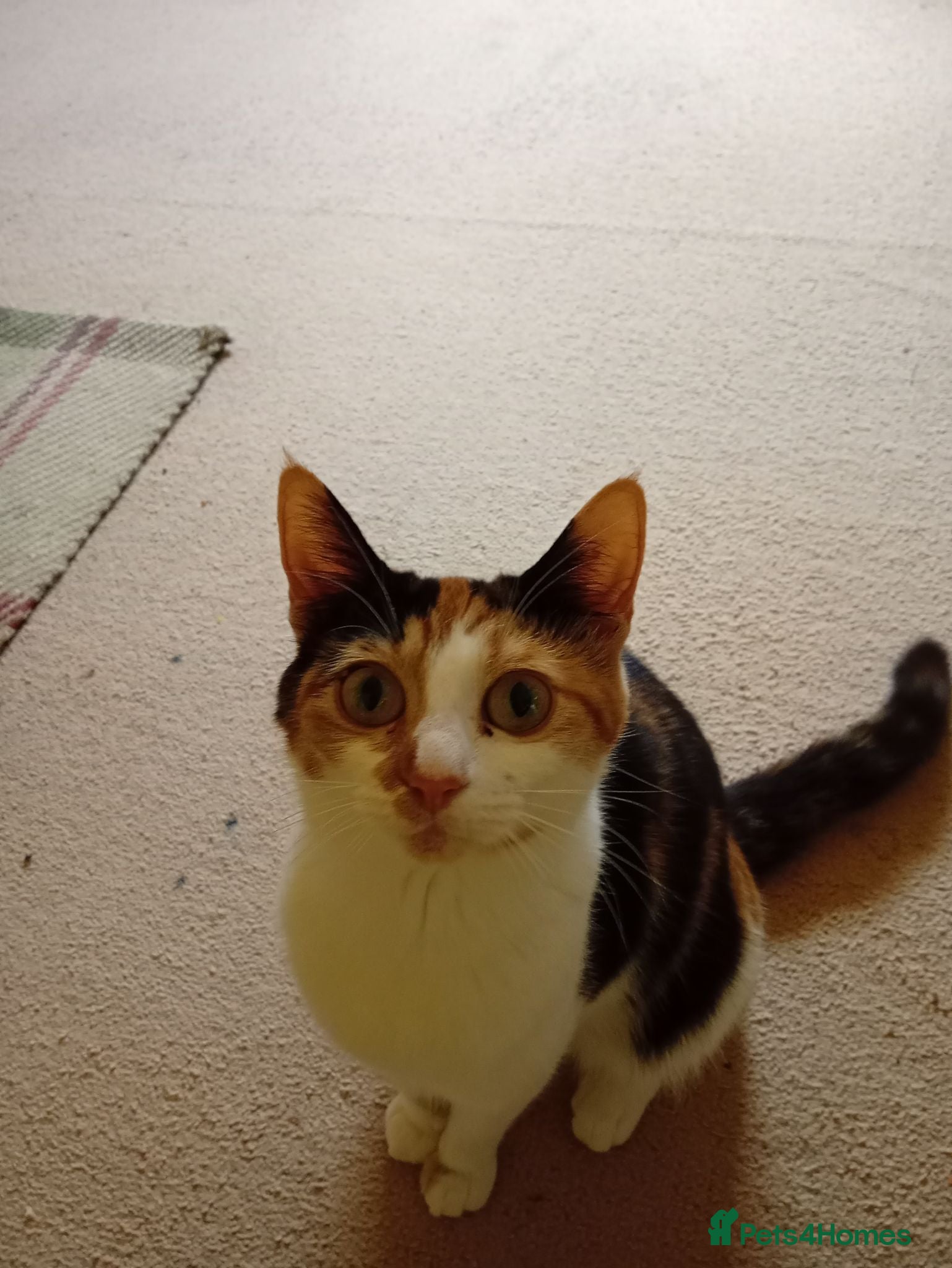 Mixed Breed cats Beautiful tortie girl - Advert 2