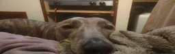 Lurcher dogs for sale: Baloo - Loving Home Wanted in Conwy - Advert 7
