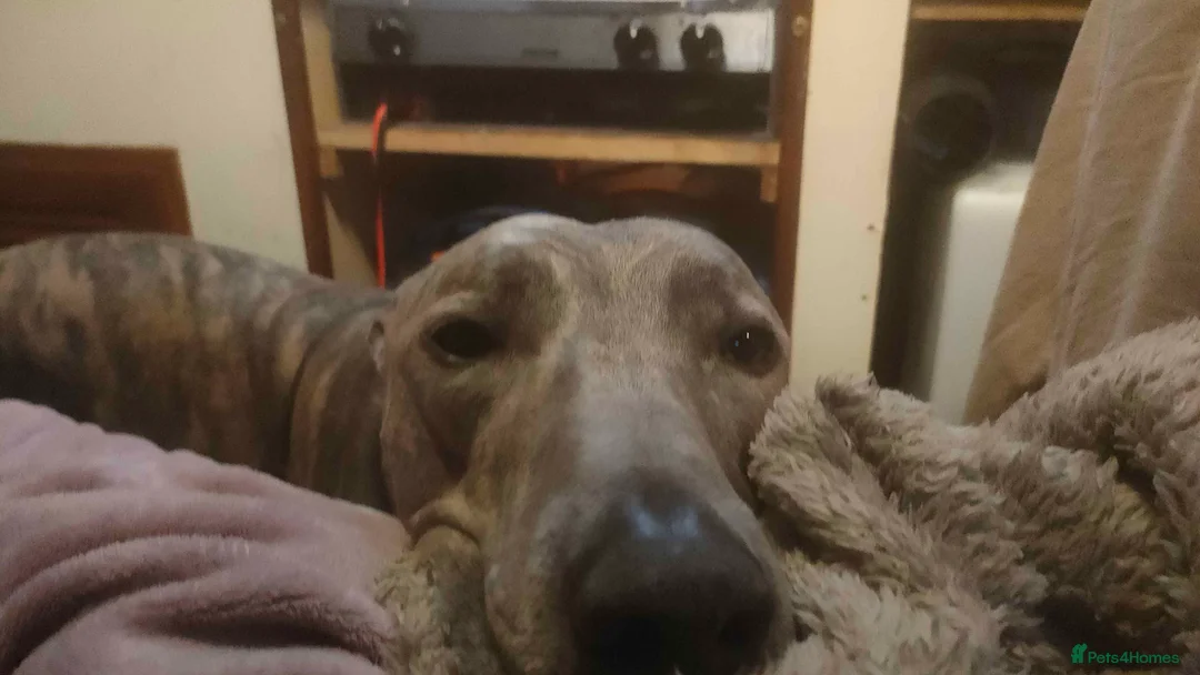 Lurcher dogs for sale: Baloo - Loving Home Wanted in Conwy - Advert 7