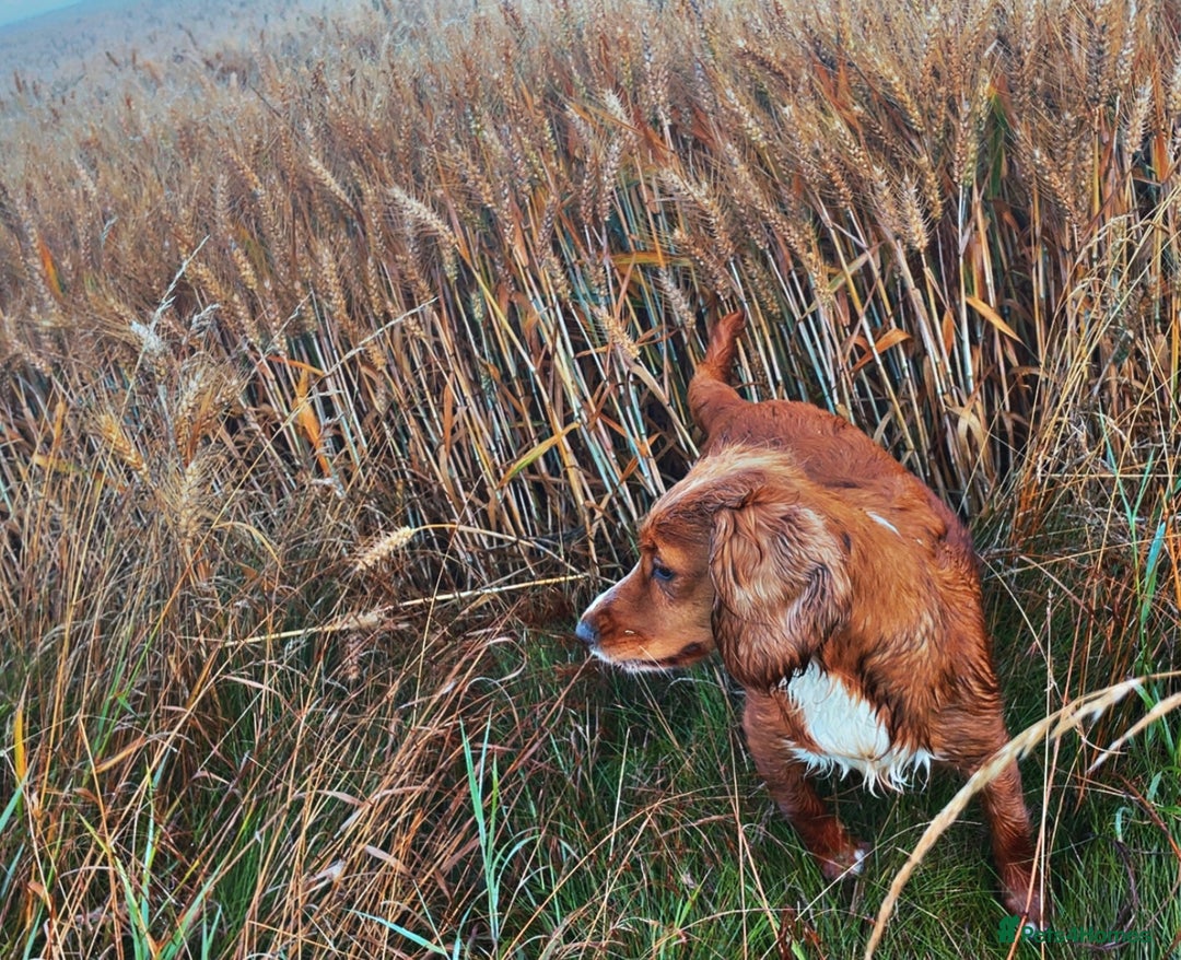 Mixed Breed dogs for sale: Black puppy with white strip on chest  - Image 18