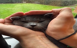 British Shorthair cats for sale: Playful Adorable Male Cat Tommy - Image 1