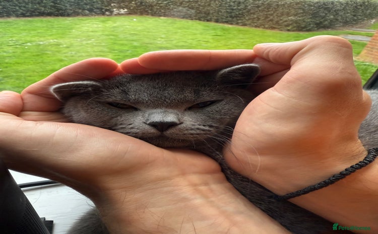 British Shorthair cats - Advert 1