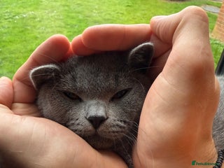 British Shorthair cats - Advert 1