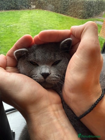 British Shorthair cats - Advert 1