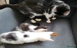 Mixed Breed cats for sale: 2 kittens for sale - Image 9