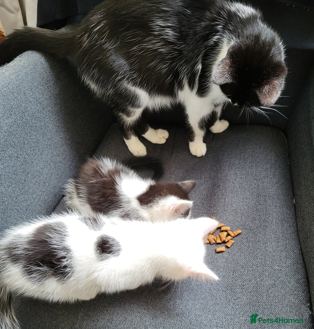 Mixed Breed cats for sale: 2 kittens for sale - Image 9