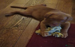 Dogue De Bordeaux dogs for sale: Gorgeous DOUGUE Babies - Image 9