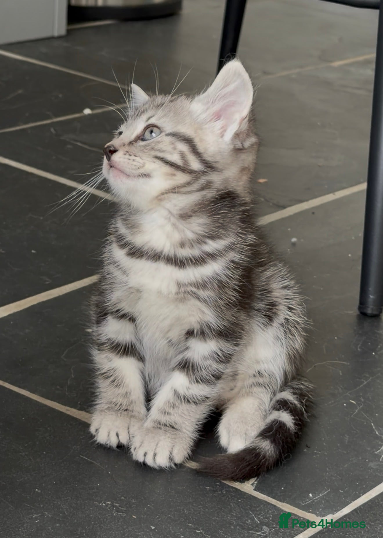 Mixed Breed cats Gorgeous Silver Tabby & Smokey Grey Kittens - Advert 6