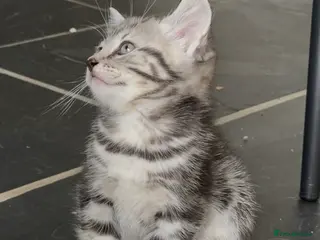 Mixed Breed cats Gorgeous Silver Tabby & Smokey Grey Kittens - Advert 6