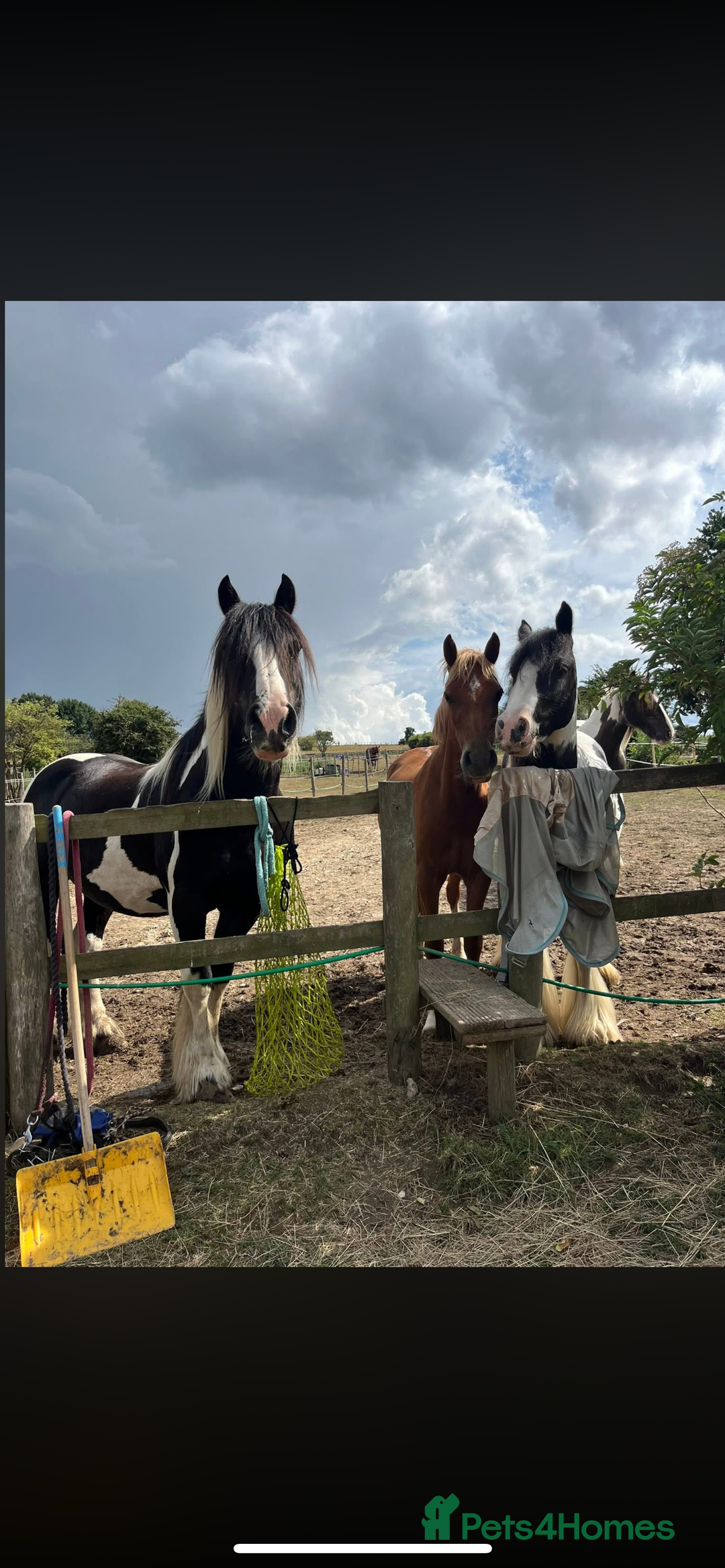 Welsh Section B horses for sale: ELSA🧡 - Advert 13
