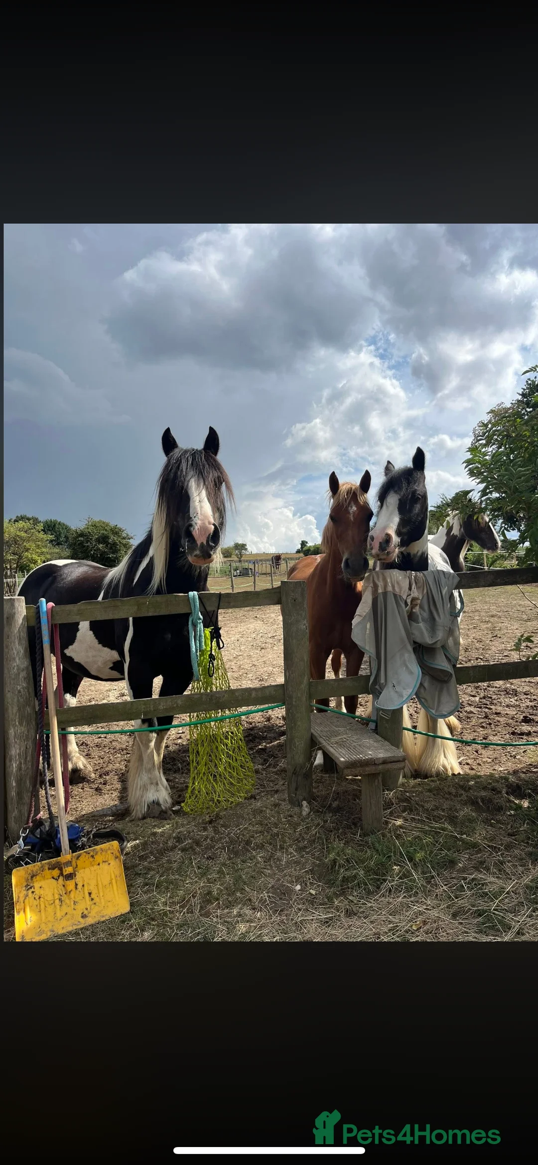 Welsh Section B horses for sale: ELSA🧡 - Advert 13