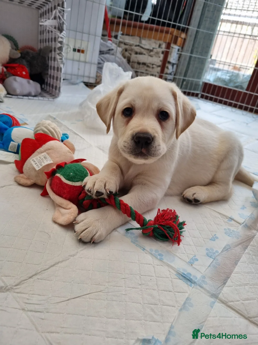 Labrador Retriever dogs for sale: STUNNING LABRADOR PUPPIES ONLY 1 GIRL LEFT. - Advert 2