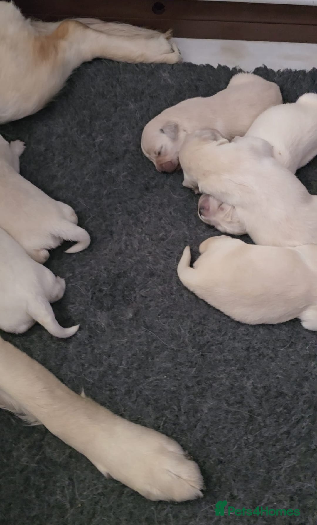 Goldador dogs for sale: Goldador puppy's  - Advert 5