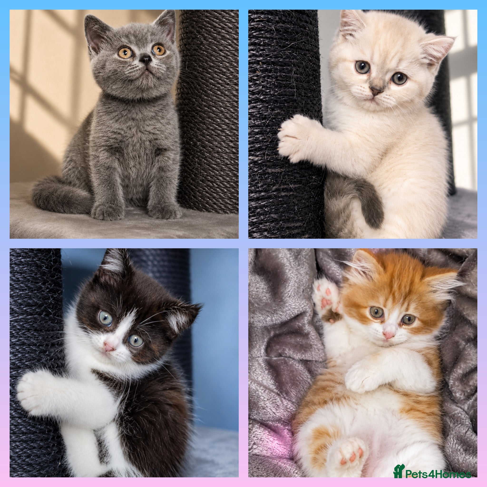 British Shorthair cats BRITISH SHORTHAIR & LONGHAIR - Advert 1