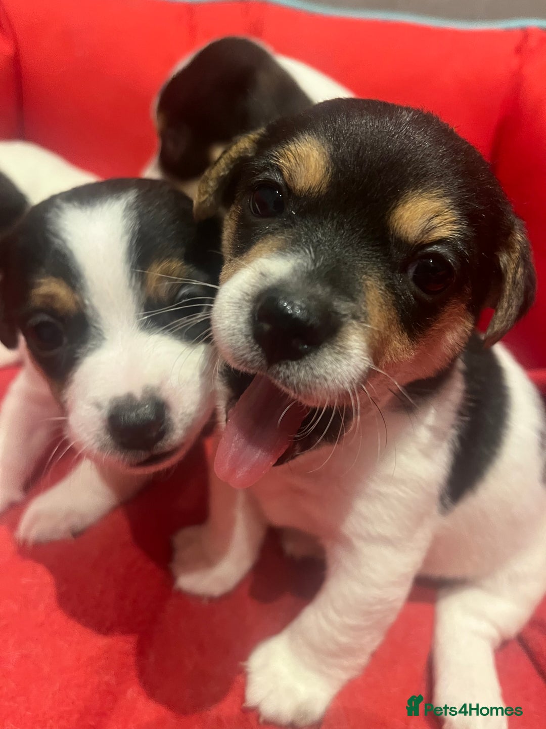 Mixed Breed dogs for sale: First litter of 7 Jack Russel puppies  - Advert 23