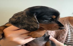 Miniature Dachshund dogs for sale: Miniature Daschund - Advert 7