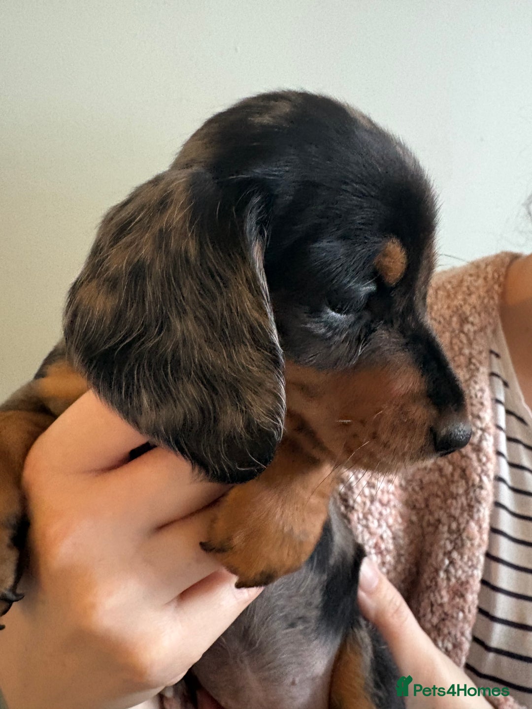 Miniature Dachshund dogs for sale: Miniature Daschund - Advert 7