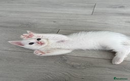Turkish Angora cats for sale: 4 Beautiful Turkish Angora Mix Kittens - Image 11