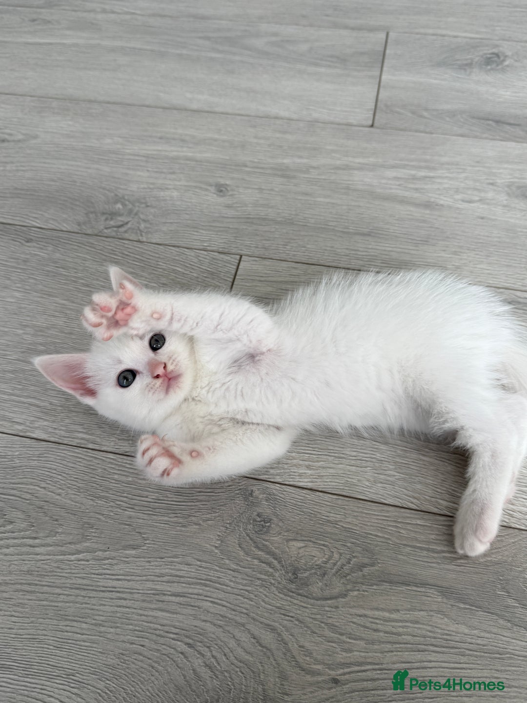 Turkish Angora cats for sale: 4 Beautiful Turkish Angora Mix Kittens - Image 11